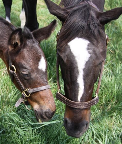 Zenyattas First Colt Named Cozmic One Equine Ink