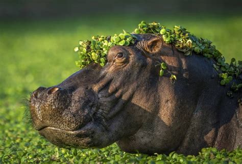 De esquilo preso a louva a deus dançarina Concurso de fotos mais