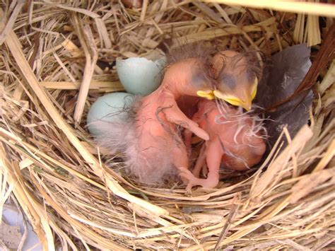 Newborn Baby Robins