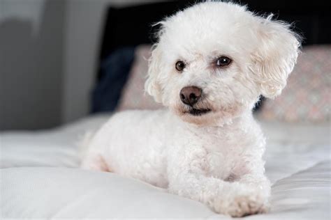 Bichon Frise Dog Breed Information | CatDogFish