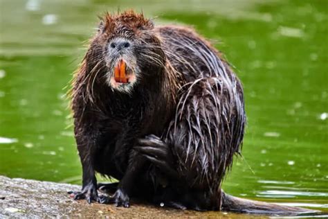 What Are The Predators Of Beavers? - Worldwide Nature