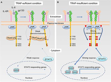 Frontiers Regulation Of Interleukin 6 Receptor Signaling By TNF