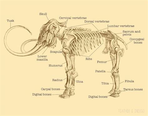 Wooly Mammoth skeleton print science chart mammoth poster nerd | Etsy