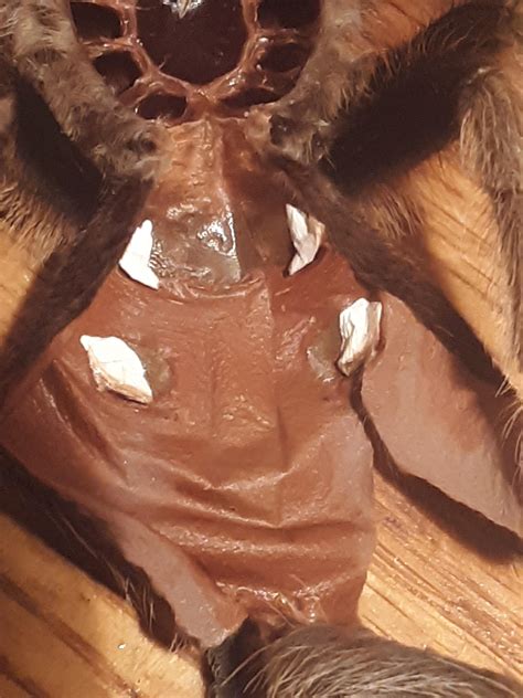 Can I Get A Sex ID R Tarantulas