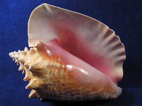 Pink Queen Conch Shells Strombus Gigas