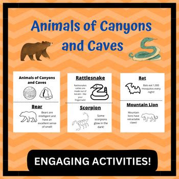 Animals of Canyons and Caves by Creative Learning Spot | TPT