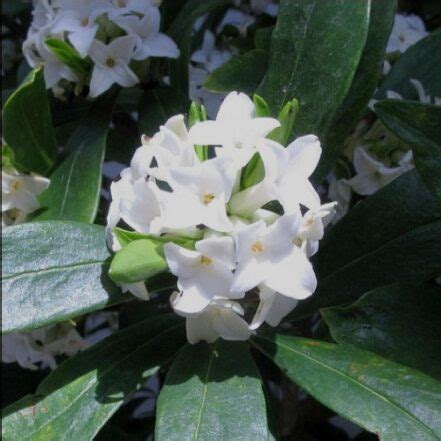 Daphne Perfume Princess White Greenleaf Nurseries