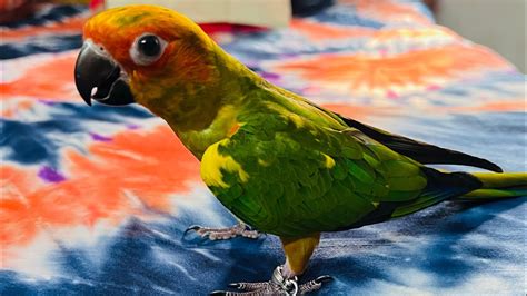 Cute Sun Conure Parrot Wiped His Beak On Me 😂🐦🥰 Youtube