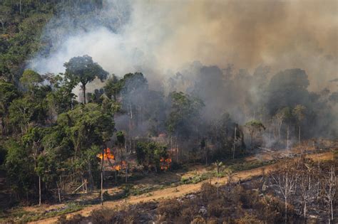 Queimadas Caem Quase Na Amaz Nia E No Cerrado Gigante