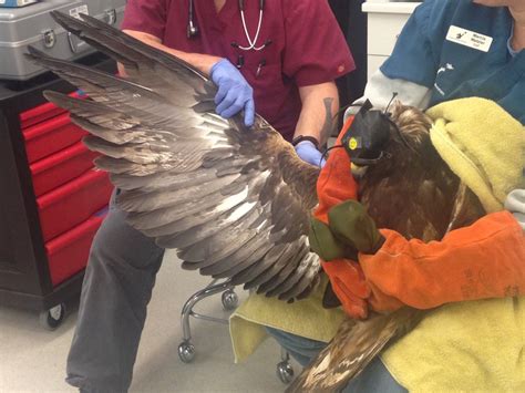 Fierce Golden Eagle Gets Lucky Rescue, Thanks To Kind Firefighters