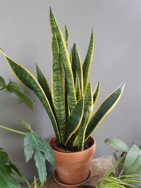 Plante d'intérieur sur table en bois