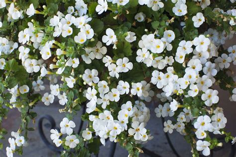 Bacopa | Petitti Garden Centers