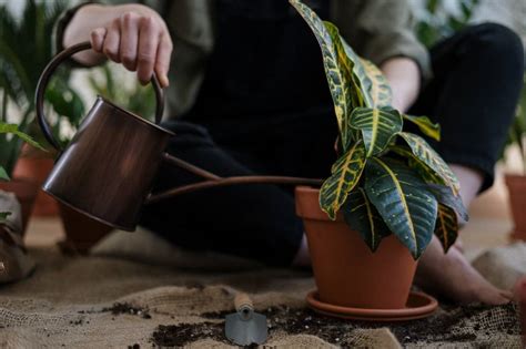 Qual é A Melhor Hora Para Regar Suas Plantas Casa Br