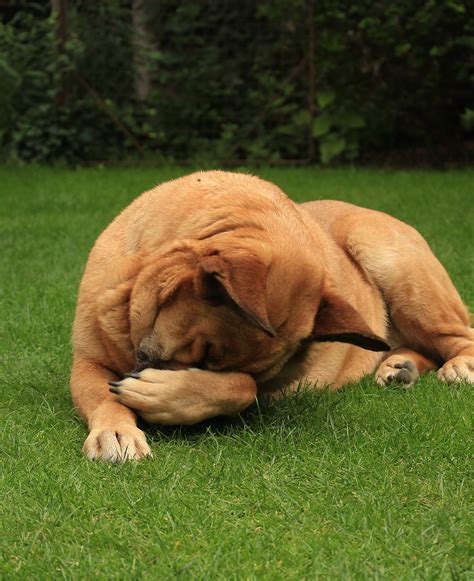 What Are The Most Common Allergies In Dogs