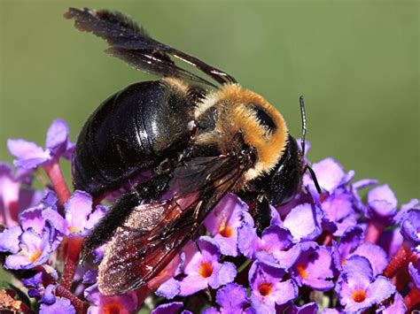 Types Of Bee In The Uk Explore British Bees Bees Wiki