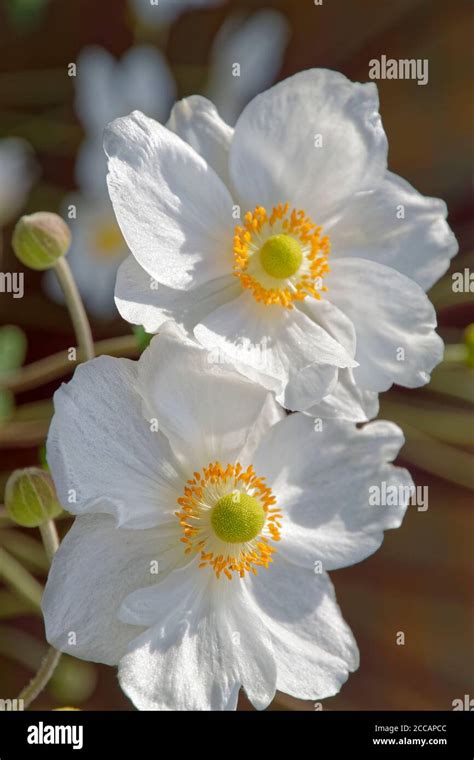 White Japanese Anemone flower Stock Photo - Alamy