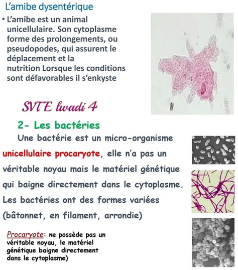 Re Ann E Secondaire Sciences Svt La Diversit Des Microbes Re