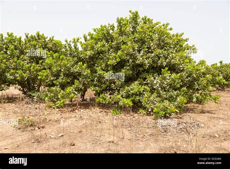 Example of a Less Well-tended Cashew Tree Farm, with less pruning of ...