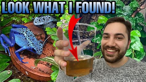 Poison Dart Frog Update Big Surprise Youtube