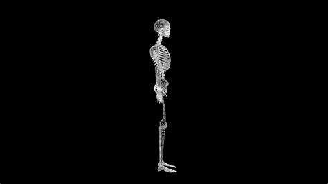artstation human skeleton  model realistic human skeleton anatomy