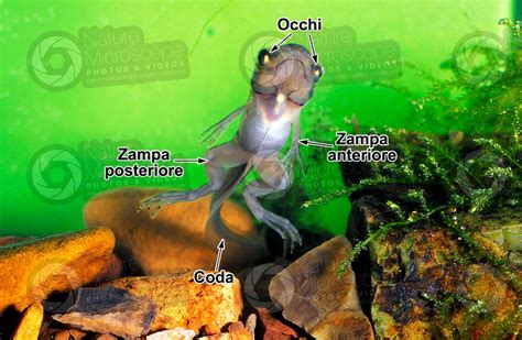 Xenopus Laevis Xenopo Liscio Girino Metamorfosi Sviluppo Di