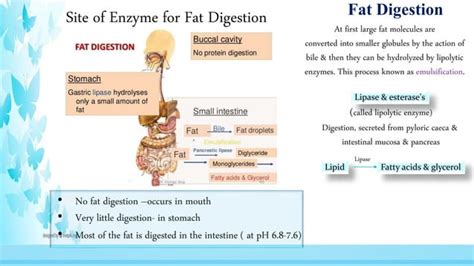 Digestive Enzymes Ppt