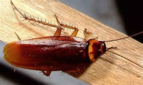 How To Tell If A Cockroach Is Pregnant? - All About Roaches