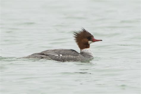 Common Merganser (female) – Jeremy Meyer Photography