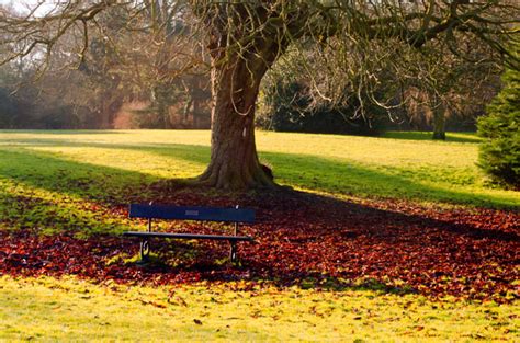 Bench Under A Tree Free Stock Photo Public Domain Pictures