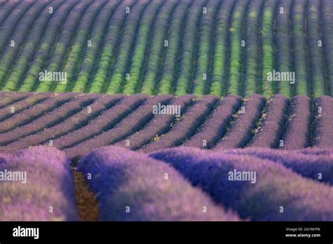 France, Vaucluse, Sault, lavender fields Stock Photo - Alamy