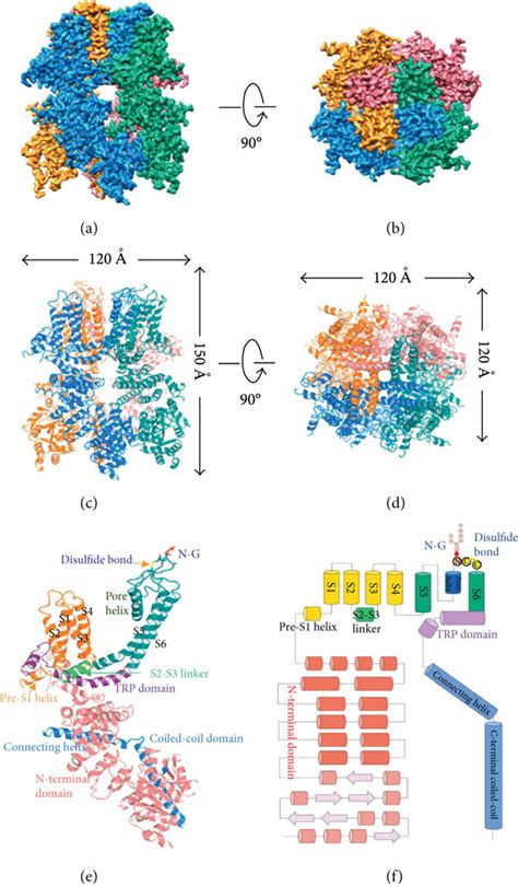 Overall Structure Of Human Full Length Trpm In The Apo State A B