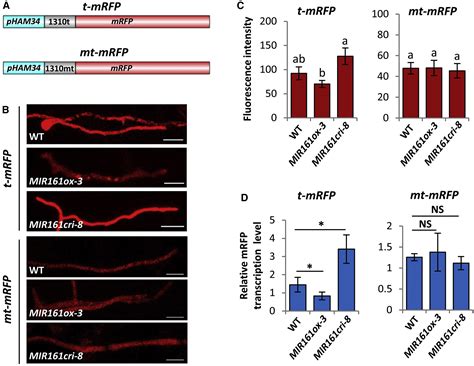 A Phytophthora Effector Suppresses Trans Kingdom Rnai To Promote Disease Susceptibility Cell