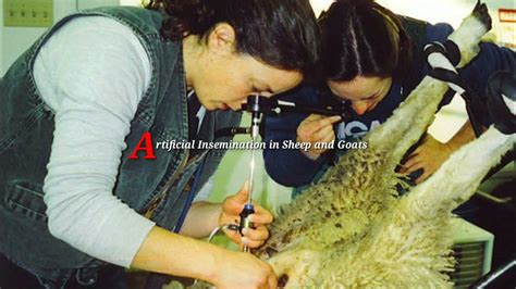 Artificial Insemination In Sheep And Goats Youtube