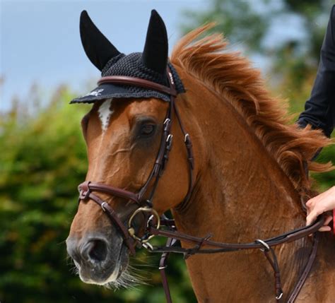 Le Haras Des Coudrettes Les Chevaux De Sport