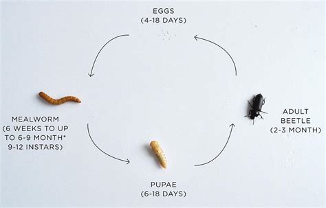 Mealworm Beetle Life Cycle Stages Simplified Set Teaching Tool Amber Clear Atelier Yuwaciaojp