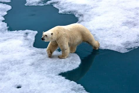 Causas y Efectos Cambio Climático | Calentamiento Global - Grupo IOE