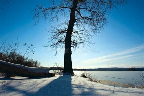 Naked Tree Against Sun In Winter Stock Image Image Of Dormant Amazing 2057065