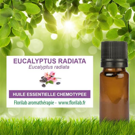 Huile Essentielle Bio D Eucalyptus Radiata