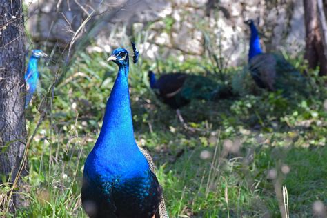 Peacocks Mayfield Park And Nature Preserve Austin Texas Eric