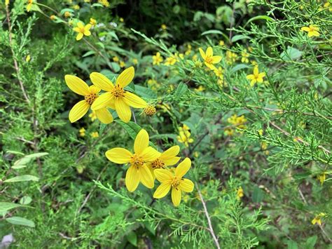 Yellow Wildflowers In A Kentucky Nature Park Photograph By Stevie