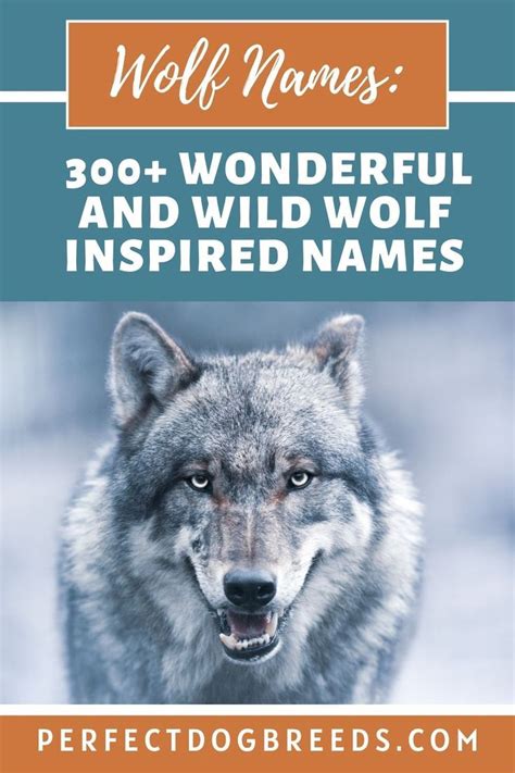 Wolf Names: 300+ Wonderful and Wild Wolf Inspired Names | Wolf name, Big dog names, Dog names male