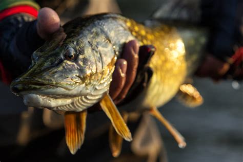 Best Northern Pike Lures The Secret To Successful Fishing