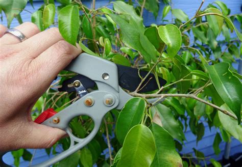 Ficus Pruning Tips When And How To Prune A Ficus Tree Gardening Know How