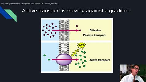 What Is Active Transport Give Examples