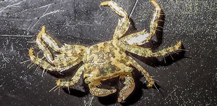 Mangrove Tree Dwelling Crab Selatium Brockii On The Shores Of Singapore