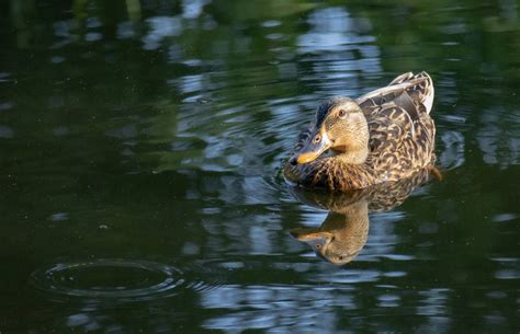 smiling duck by istegy on DeviantArt