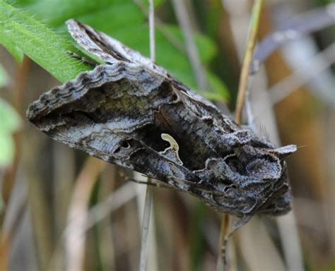 Gammafly Autographa Gamma Morten Ross