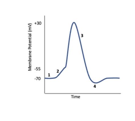 Physiology Exams Flashcards Quizlet