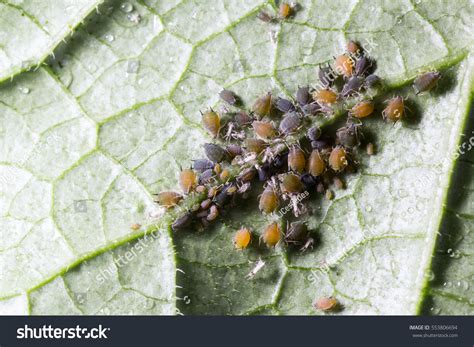 94 Aphis Gossypii Images, Stock Photos & Vectors | Shutterstock