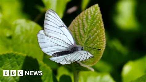 'Extinct' butterfly species reappears in UK - US